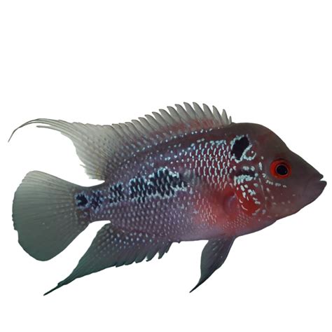 navya aquarium